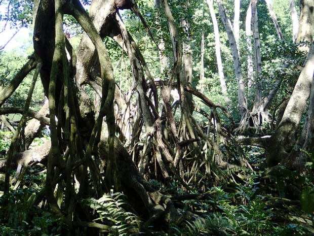 The mangroves in Laguna Gri Gri. You can take a boat along the length of the lagoon but it is an expensive adventure. If you want to save money, take a walk along the path the goes around the lagoon to see the mangroves and birds without the hefty fee.