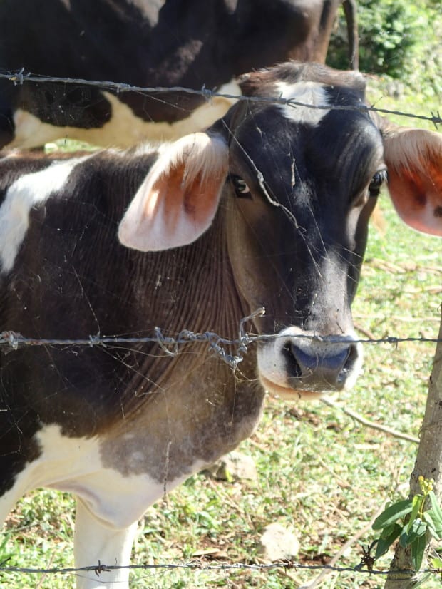 Cows abound throughout the Dominican Republic.