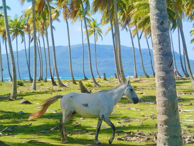 Horses near Las Galeras mostly walk free in this quiet and relaxed area.