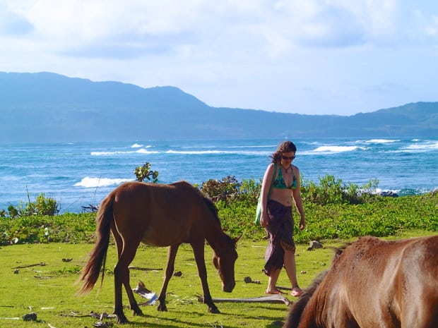 The horses are generally uninterested in any humans passing by as they are on a never-ending search for grass.