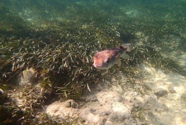 Do you know what a puffer fish looks like when it is not puffed up? Neither did we! We found out just off the coast of Las Galeras.