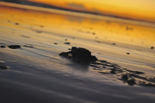 A new hatchling performs his beach march back to the ocean, for his journey "home".