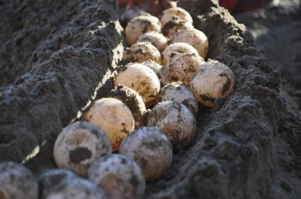 Turtle eggs brought in by a poacher, ready to be re-buried in the hatchery at La Tortuga Verde.