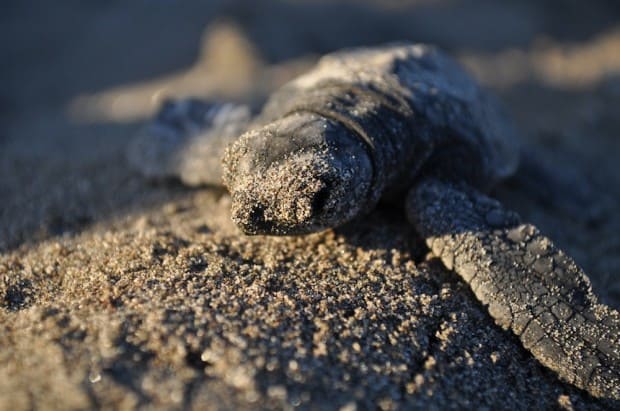 Turtle hatchlings take just an hour to build up enough energy to head back "home".