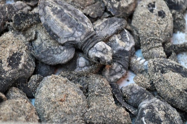 Turtle Hatchlings in El Salvador